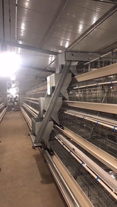 Gran oferta <span class=keywords><strong>de</strong></span> jaulas <span class=keywords><strong>de</strong></span> pollo galvanizadas tipo A completamente automatizadas, equipo <span class=keywords><strong>de</strong></span> granja especializado para cría <span class=keywords><strong>de</strong></span> aves <span class=keywords><strong>de</strong></span> corral, nueva jaula <span class=keywords><strong>de</strong></span> gallo - Product Image 2