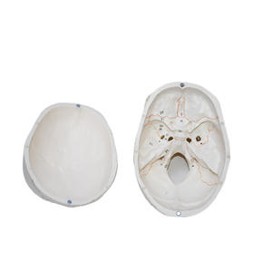 Modelo de Cráneo Humano Numerado con Líneas de Sutura - Herramienta Educativa de Anatomía - Product Image 2