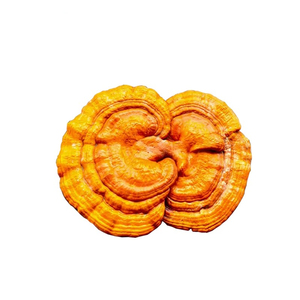 Champignons Reishi Ganoderma Lucidum de qualité supérieure séchés en vrac - Product Image 2