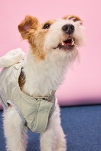 Gilet traspirante per animali domestici, maglietta leggera per cani, per la primavera e l'estate, per cani di piccola taglia, in nylon, poliestere, rete, impermeabile, a prova di insetti e sole - Product Image 2