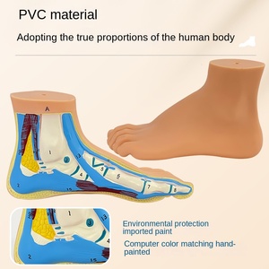 Modèle d'anatomie musculaire du pied humain - Modèles de pathologie du pied plat arqué normal en PVC - Product Image 4