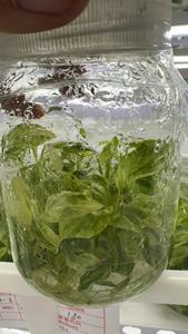Planta de Cultivo de Tejido de Plántulas de Flores Variegatas de Menta Rubwscend <span class=keywords><strong>Homalomena</strong></span> OEM Personalizada - Product Image 4