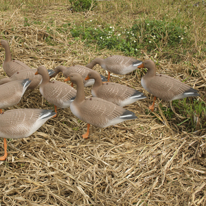 Señuelos de Ganso Realistas y Ligeros, Plegables, en Múltiples Poses, para <span class=keywords><strong>Caza</strong></span> de Aves Acuáticas al Aire Libre - Product Image 2