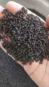 Graines de Babchi 100% pures et biologiques, fraîches, Psoralea Corylifolia, graines de Bauchi, graines séchées - Product Image 3