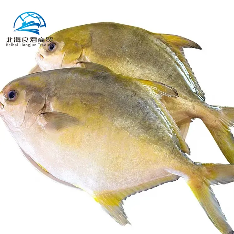 Venta caliente al por mayor precio de China de Pomfret dorado Gran cantidad de pescado fresco con Pompano dorado congelado en el mercado