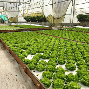 <span class=keywords><strong>แพ</strong></span>ปลูกพืชแบบลอยน้ำ <span class=keywords><strong>แพ</strong></span>ปลูกพืชแบบ DWC <span class=keywords><strong>แพ</strong></span>ปลูกพืชแบบไฮโดรโปนิกส์ - Product Image 1