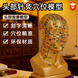 Modèle d'acupuncture de tête haute définition avec points gravés, visage complet en PVC, pour démonstration pédagogique, réutilisable, pour exposition - Product Image 5