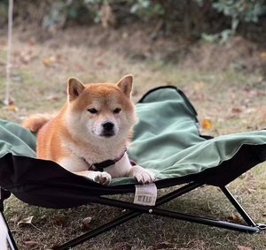 Açık köpek yükseltilmiş yatak seyahat köpek kamp yatağı katlanabilir köpek yükseltilmiş yatak - Product Image 6