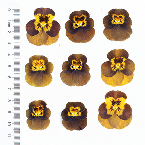 <span class=keywords><strong>Viola</strong></span> ชุดดอกไม้อัดแข็งสามสีตัวอย่างดอกไม้จริงสำหรับงานฝีมือ DIY โคมไฟดอกไม้จริงกรอบรูปขายส่ง - Product Image 3