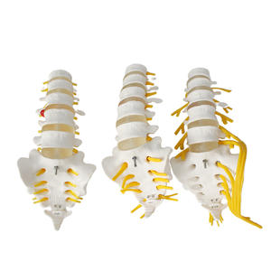 Modello di Vertebre Lombari a 5 Segmenti a Grandezza Naturale con Nervo Sacrale, Sacro Apribile, Dotato di Nervo Caudale Equino - Product Image 2