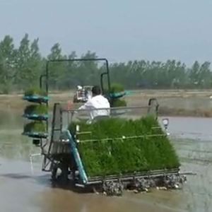 Máquina de plantación de arroz con cáscara de arroz que camina de 8 filas Transplantadora de arroz agrícola operada automáticamente