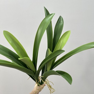 Hojas de orquídea Cymbidium Meng Jie, planta artificial, hojas con bordes blancos para el hogar, sala de estar, arreglos florales - Product Image 4