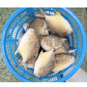 Pesce Rotondo Congelato, Pompano Dorato, Pomfret, Frutti di Mare Cinesi, Pompano Dorato 400-500, Pomfret Dorato - Product Image 3