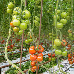 Crochets pour tomates de serre avec pinces à corde de 10m Support de crochet pour légumes Supports pour attaches de plantes - Product Image 5