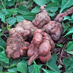 100%天然何首乌控油护发精油修复滋润受损发质 - Product Image 3