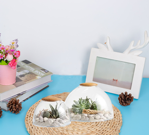 Großhandel kunden spezifische kuppel förmige Glaster rarium häuser Miniatur-Ökosysteme Pflanzer Vase Glaster rarium mit Holzdeckel - Product Image 3