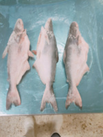 Pangasius Congelado de Granja Fresca VH, Grado A/B, Alta Calidad, Sabor Natural, Vietnam, Congelado en Bloques IQF/Piezas Preservadas