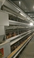 Nouvelle Offre Spéciale : Cage à Poulets en Acier Galvanisé à 4 Niveaux Type H pour l'Élevage de 5000 Poules Pondeuses en Batterie pour Ferme Avicole