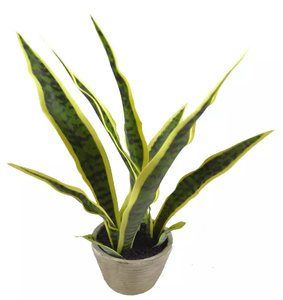 Piante Artificiali di Sansevieria Tigridia in Plastica <span class=keywords><strong>da</strong></span> 50cm a Prezzo all'Ingrosso, <span class=keywords><strong>Bonsai</strong></span> Artificiale per Decorazione Domestica - Product Image 4