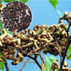 Extrait de <span class=keywords><strong>Hovenia</strong></span> <span class=keywords><strong>Dulcis</strong></span> biologique de qualité supérieure, soluble dans l'eau, 10:1, compléments alimentaires à base de plantes pour adultes, soutien à la santé du foie, personnalisable - Product Image 2