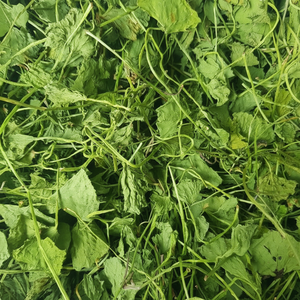 แห้ง Centella Asiatica (Gotu Kola /pennywort) ถุงสมุนไพร WhatsApp + 84 896 611 913 - Product Image 1