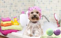 Personnalisée Naturel Végétalien Effervescents Arc-En-Spa Boule De Bain Bombes Cadeau Ensemble Bain Moussant Spinning Toilettage Pour Animaux Fournitures