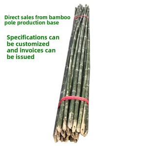 Petits piquets en bambou fins de 1,2 m pour le soutien des haricots, des concombres et des jeunes pousses de légumes dans le jardin - Product Image 4