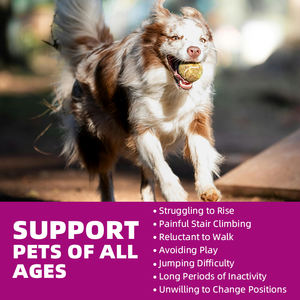 Huisdier Yuan Multivitamine Kauwen Traktaties Voor Honden Heup-En Gewrichtssupplementen Kauwbare Glucosamine Voor Honden - Product Image 3