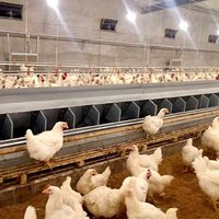 Couche d'élevage poulailler nid automatique pour poules pondeuses