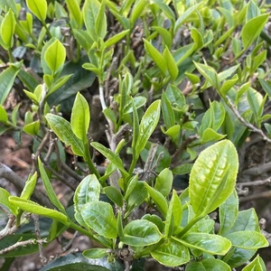 KAIYANGE-Té blanco orgánico con certificación EU/USDA Bai Mu Dan, embalaje de primera calidad al por mayor, OEM Etiqueta Privada, té blanco peonía - Product Image 5