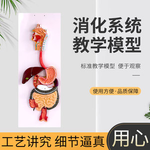 Modèles du système digestif humain : modèle du rectum, modèle de l'œsophage, modèle de la bouche, du nez, de la gorge, du ventre, modèle du côlon, modèle du foie - Product Image 2