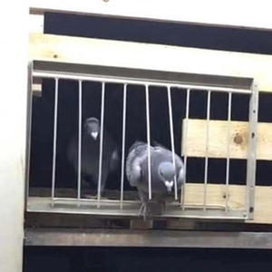 Fournitures pour volailles Pigeon House Cadre de porte Entrée unique Piège Portes Cage Oiseaux Attraper Cages à oiseaux amovibles - Product Image 4