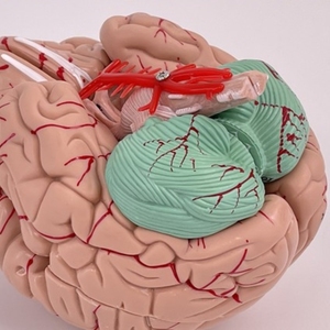 Modèle de cerveau humain Tianlian TL-JX020, squelette en PVC en 8 parties, taille réelle, fonction du cerveau, anatomie, enseignement médical, <span class=keywords><strong>neurosciences</strong></span> - Product Image 6
