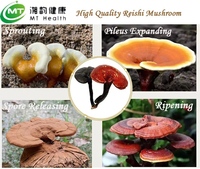 Extrait de Ganoderma de haute qualité, polysaccharides de Reishi, poudre d'extrait de champignon Reishi