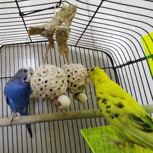 Venta caliente Bola de hierba doble Color Natural maíz trenza cuentas pájaro juguete para loros Original mascota movimiento interactivo juguete - Product Image 4