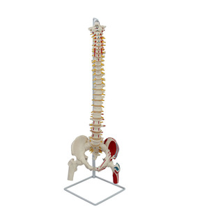 Modèle naturel de l'os occipital, des vaisseaux sanguins, de la ceinture pelvienne vertébrale, du fémur et des nerfs spinaux, y compris leur origine - Product Image 4
