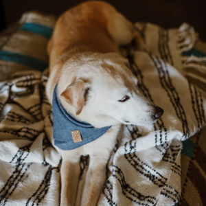 شعار مخصص الكلب عيد ميلاد باندانا طوق الخريف شخصية الكلب باندانا وشاح الحيوانات الأليفة - Product Image 5