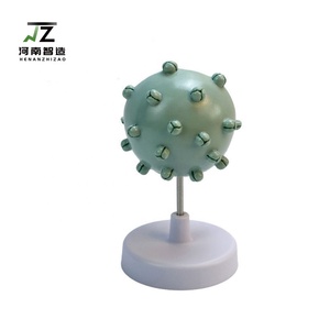 Maniquí de PVC de tamaño real para la enseñanza médica del virus del SIDA humano, modelo avanzado para la educación médica - Product Image 4