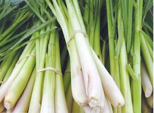 LEMONGRASS Séchées et Fraîches Top Produits de l'Agriculture pour les Épices Best Seller du Vietnam - Product Image 3