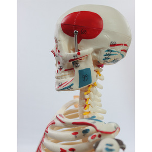 Modèle d'enseignement du squelette humain de 85 cm avec disques intervertébraux, étiquettes de l'origine et de l'insertion des moitiés des muscles, et - Product Image 1