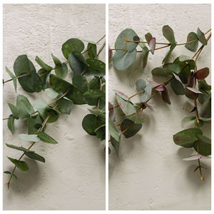 Rama de Eucalipto Artificial Estilo INS para Decoración de Bodas, Planta Verde de Jardín Cielo Estrellado, Rama Individual de 8 Cabezas - Product Image 3