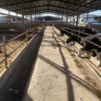 Structure en acier pour écurie de chevaux et abri pour bétail, conception industrielle, poulailler et utilisation agricole, robuste pour l'extérieur