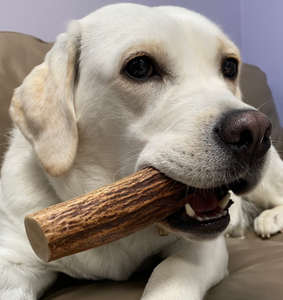 Gậy Gạc Hươu Tự Nhiên Gậy Gặm Răng Cho Chó Gậy Nhai Gặm Làm Sạch Răng Cho Thú Cưng Que Gạc Tuần Lộc - Product Image 5