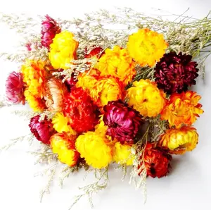 Zomer Flora Groothandel Natuurlijke Gedroogde Bloemen Strawflower Interieur Decoratieve Bloemen Voor Thuis Decoratie