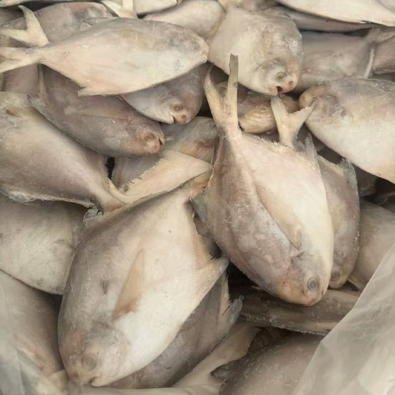 Высококачественная свежая белая рыба Помфрет, морепродукты, выловленные в дикой природе, для глобальной оптовой продажи