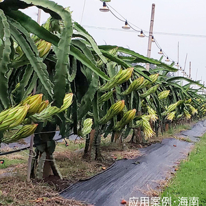 Chất lượng cao giá thấp ngoài trời nhà kính không thấm nước quang phổ đầy đủ tùy chỉnh 15 Wát 220V E27 UFO LED tăng trưởng thực vật bóng đèn IP54 - Product Image 6