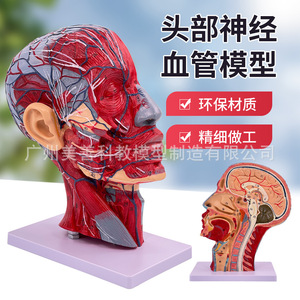 Modèle de nerfs et de vaisseaux sanguins superficiels de la tête humaine ; section sagittale de la tête avec vaisseaux sanguins et nerfs attachés. - Product Image 1