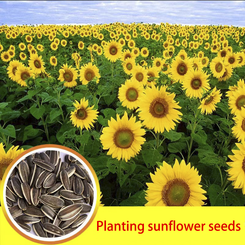 Wholesale Sunflower Seeds - Best Quality & Long Shelf Life