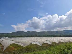 Fabricants de kits de plantation de tomates <span class=keywords><strong>en</strong></span> serre, serre <span class=keywords><strong>agricole</strong></span> <span class=keywords><strong>en</strong></span> film plastique multi-voûtes personnalisée - Product Image 2