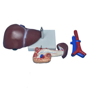 Vida tamaño Anatomía Humana hígado páncreas y el duodeno modelo cirugía médica modelo de pantalla - Product Image 5
